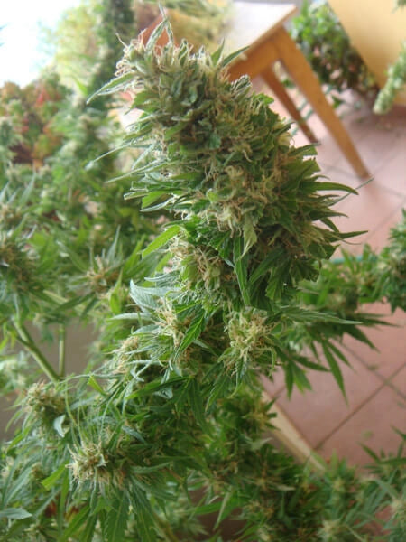 ASH Afghan Skunk Haze (Mr Nice) 15er Pack