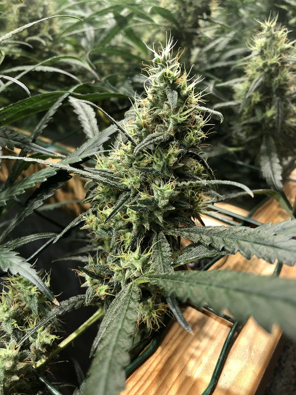 Afghan Haze (Mr Nice) 15er Pack