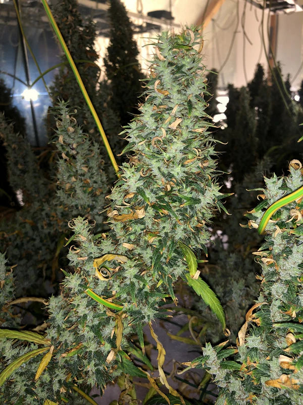 Afghan Haze (Mr Nice) 15er Pack