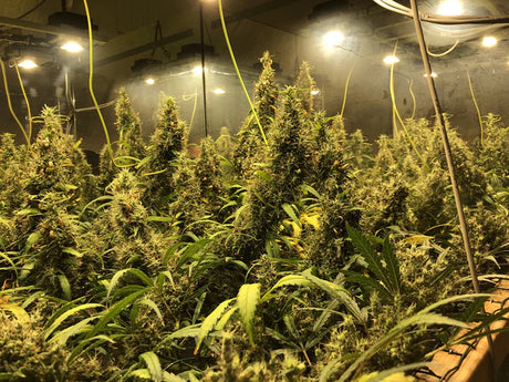 Afghan Haze (Mr Nice) 15er Pack