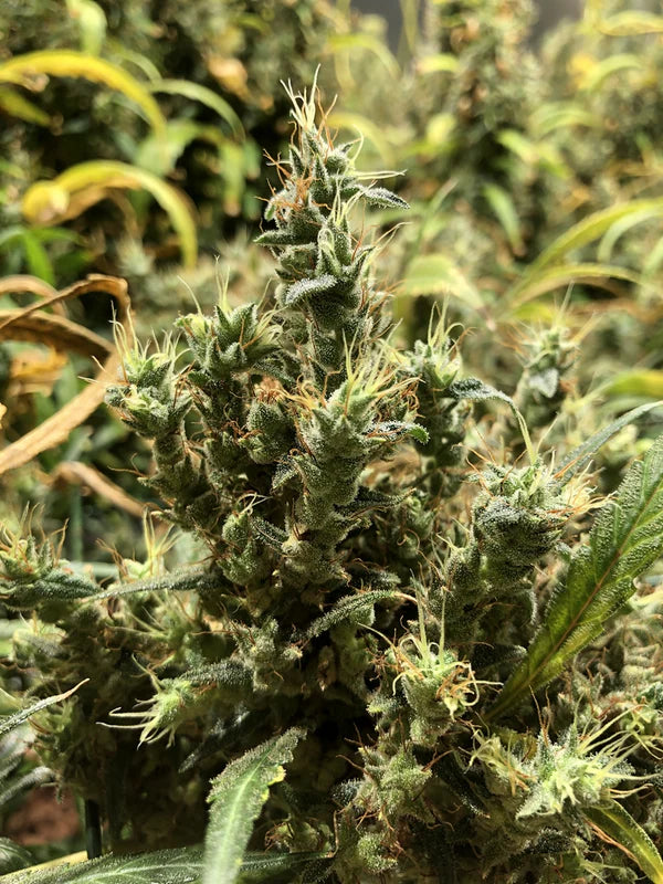 Afghan Haze (Mr Nice) 15er Pack