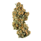 Critical Kush Bulk fem.