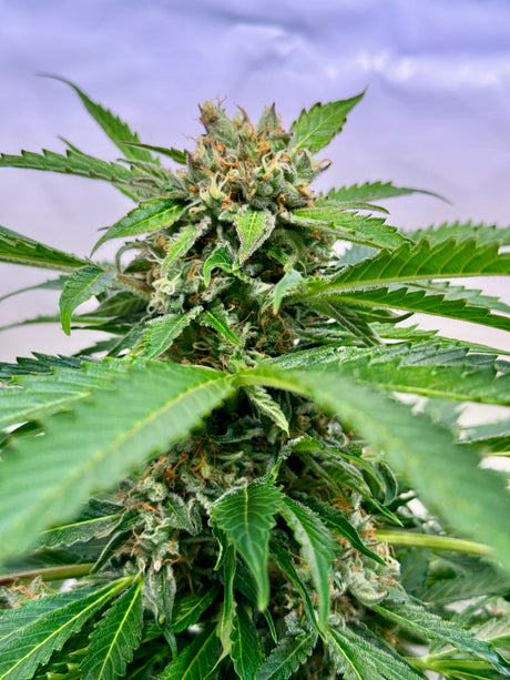 Gelato #44