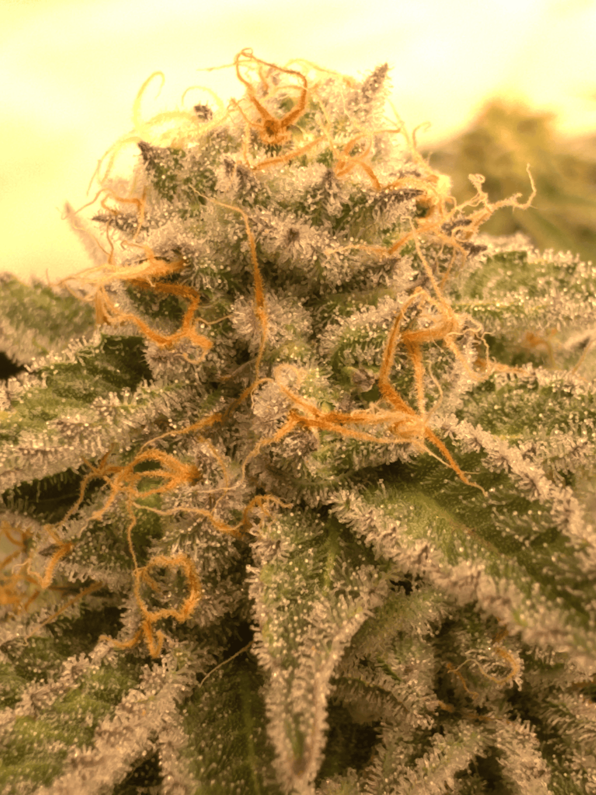 Blueberry