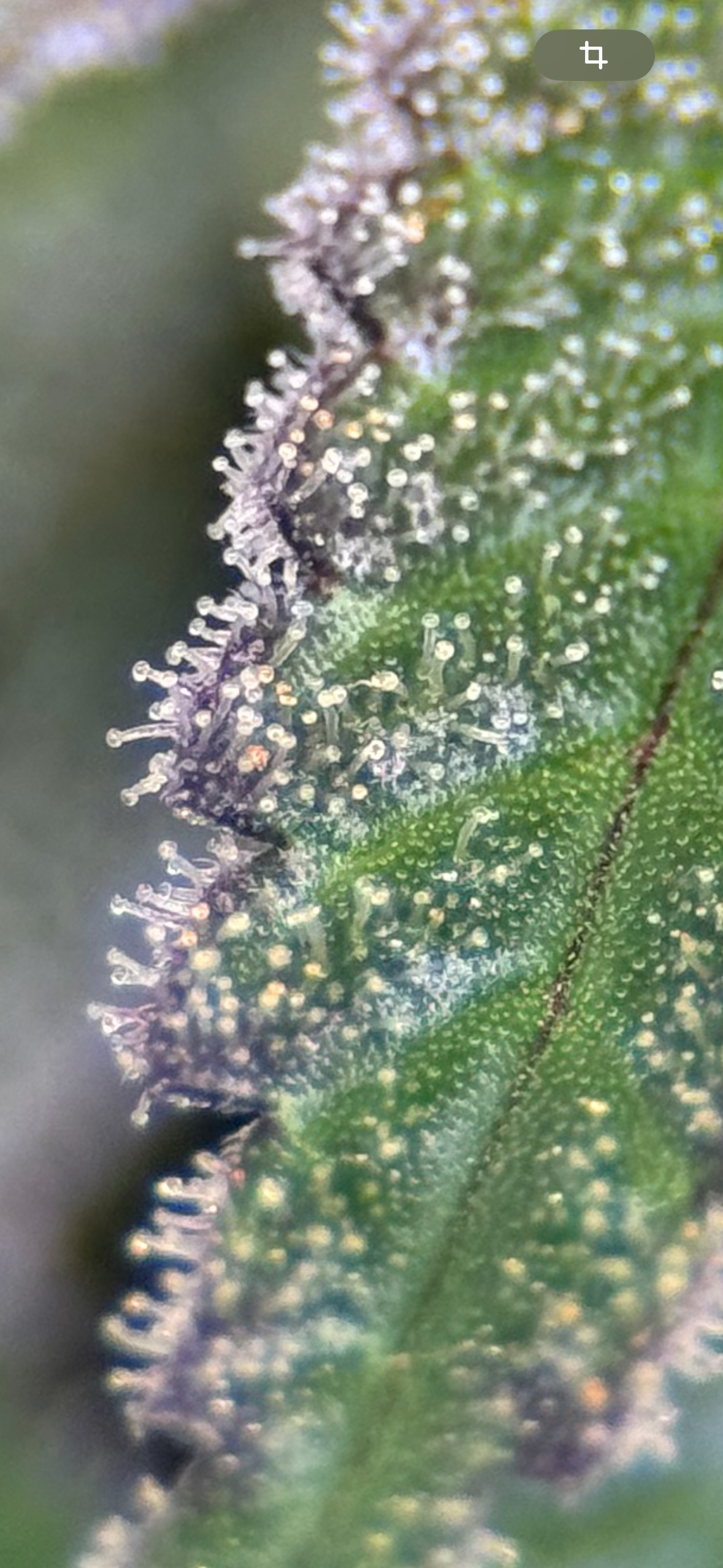 Blueberry