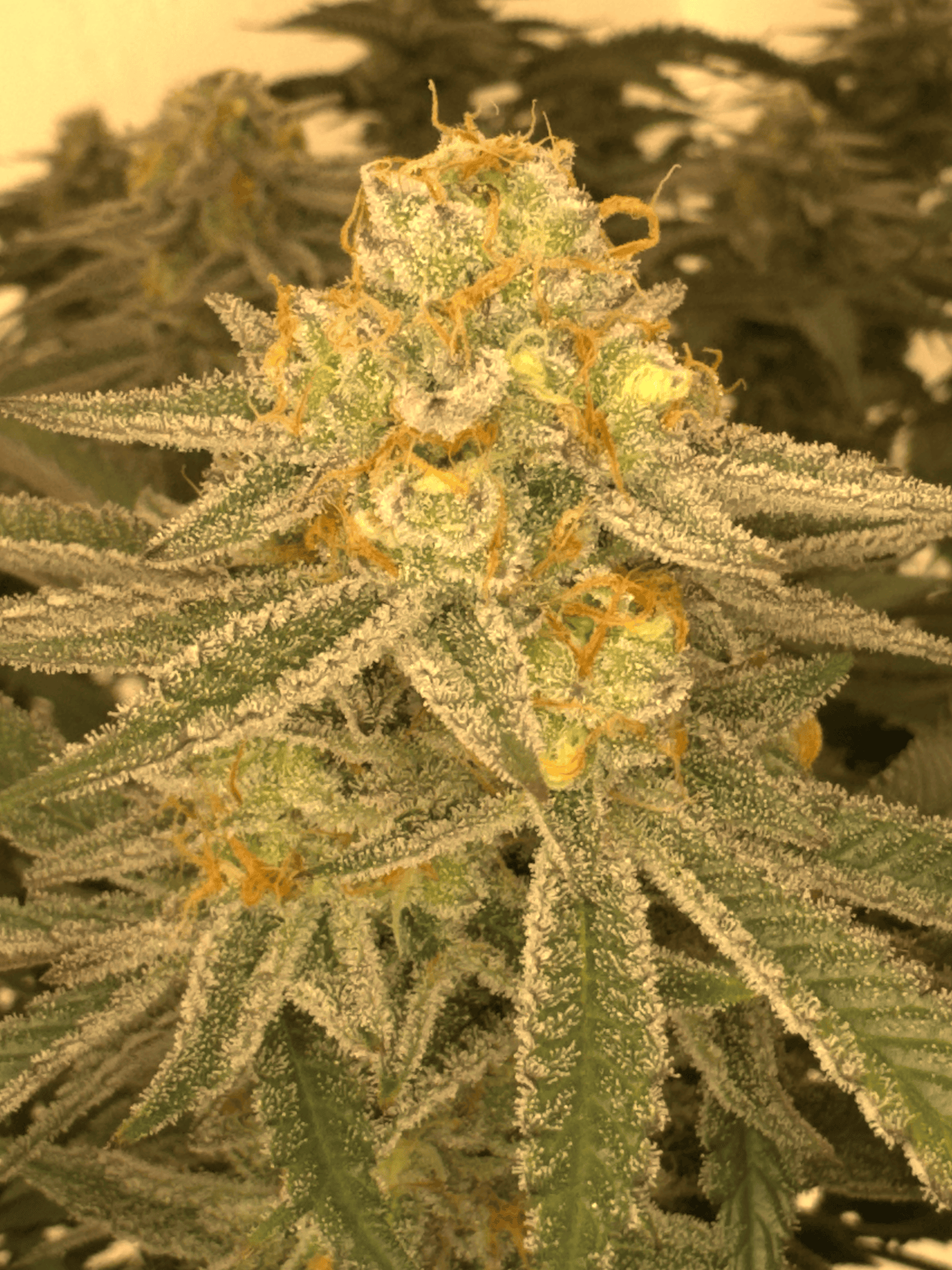 Blueberry