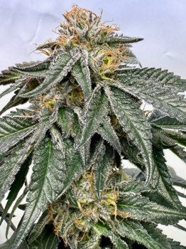 Master Kush Skunk (Mr Nice) 15er Pack