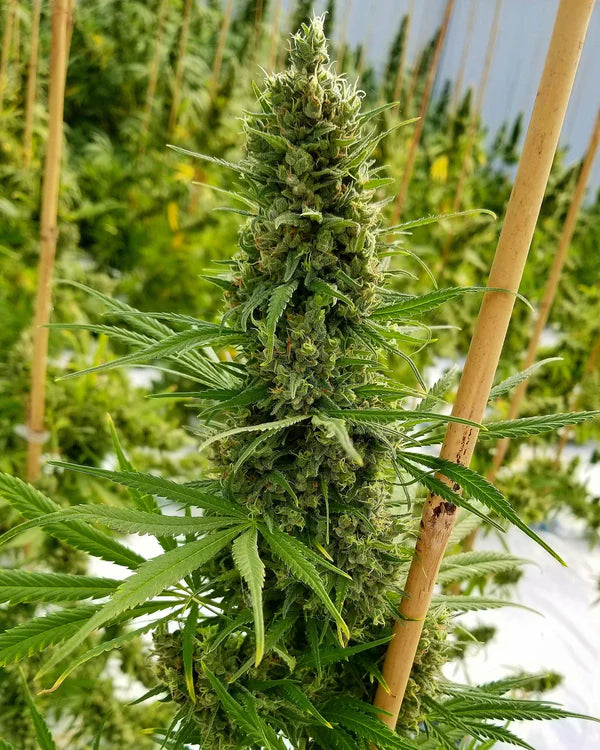 Critical Haze (Mr Nice) 15er Pack