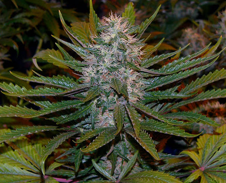 Critical Mass (Mr Nice) 15er Pack