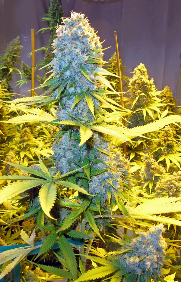 Critical Mass (Mr Nice) 15er Pack