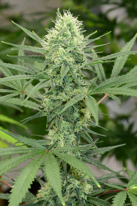 Critical Skunk (Mr Nice) 15er Pack