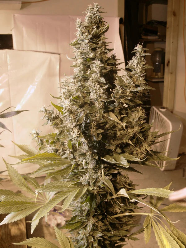 Dreamtime (Mr Nice) 15er Pack