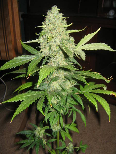 Early Haze (Mr Nice) 15er Pack