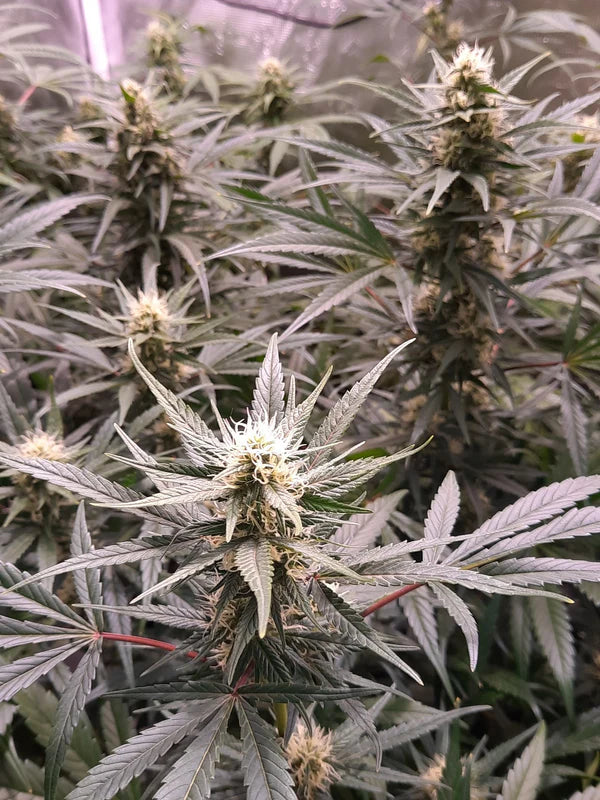 Early Pearl Skunk Haze (Mr Nice) 15er Pack
