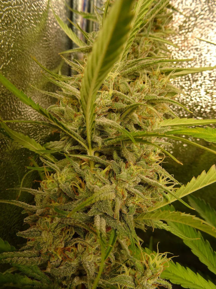 G13 Haze (Mr Nice) 15er Pack