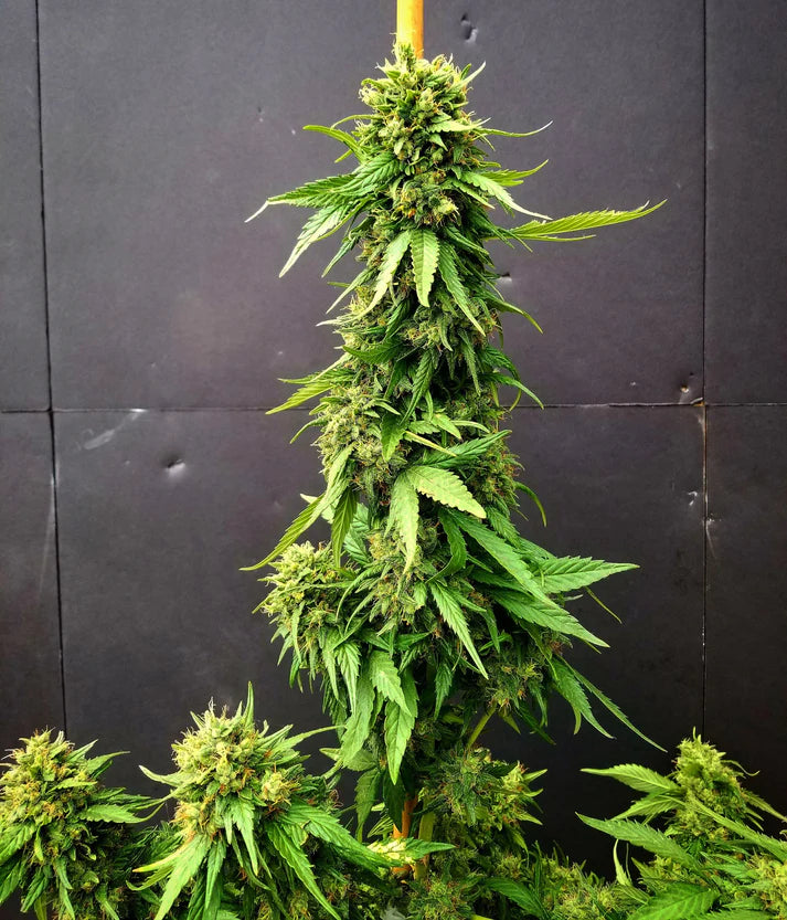 G13 Skunk (Mr Nice) 15er Pack
