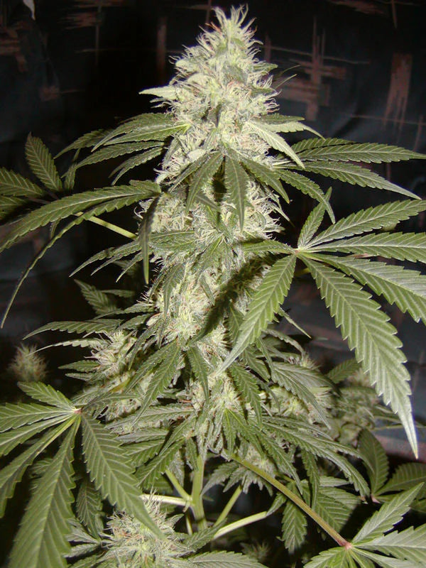 G13 Widow (Mr Nice) 15er Pack