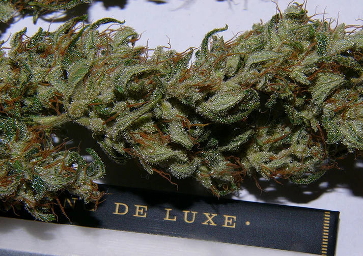 La Niña (Mr Nice) 15er Pack