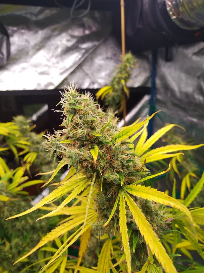 Mango Widow (Mr Nice) 15er Pack