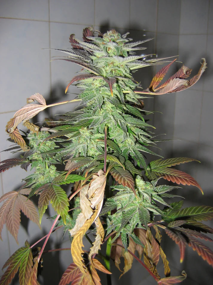 Master Kush Skunk (Mr Nice) 15er Pack