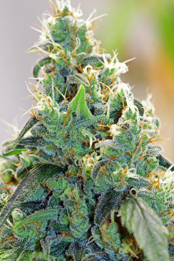 Medicine Man (Mr Nice) 15er Pack