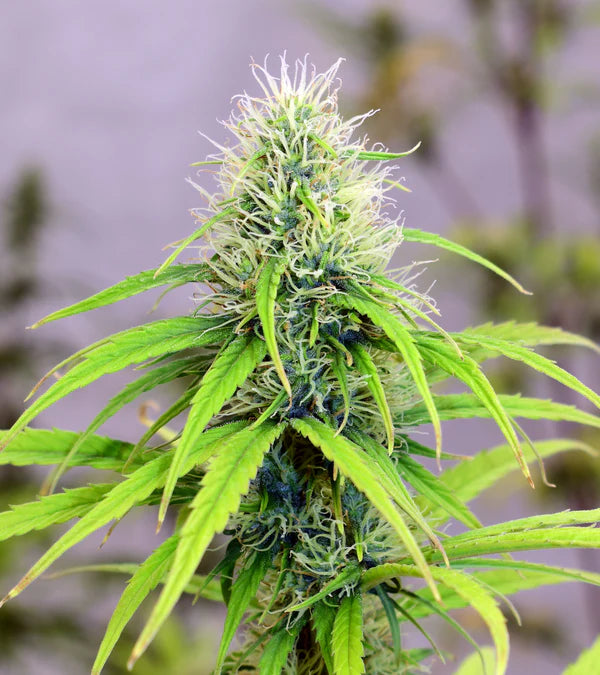 NL5 x Haze (Mr Nice) 15er Pack