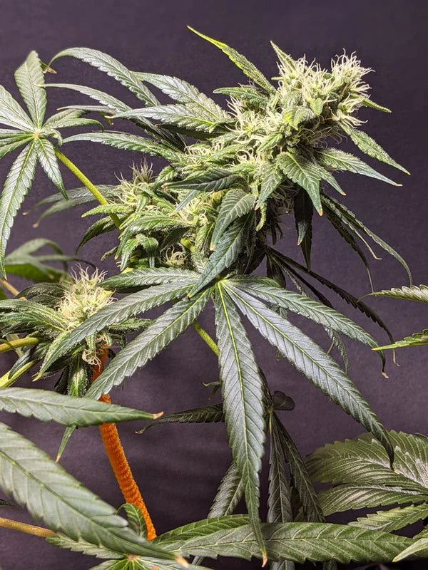 Neville's Haze (Mr Nice) 15er Pack