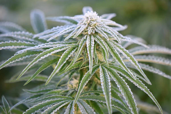 Neville's Haze Mango (Mr Nice) 15er Pack