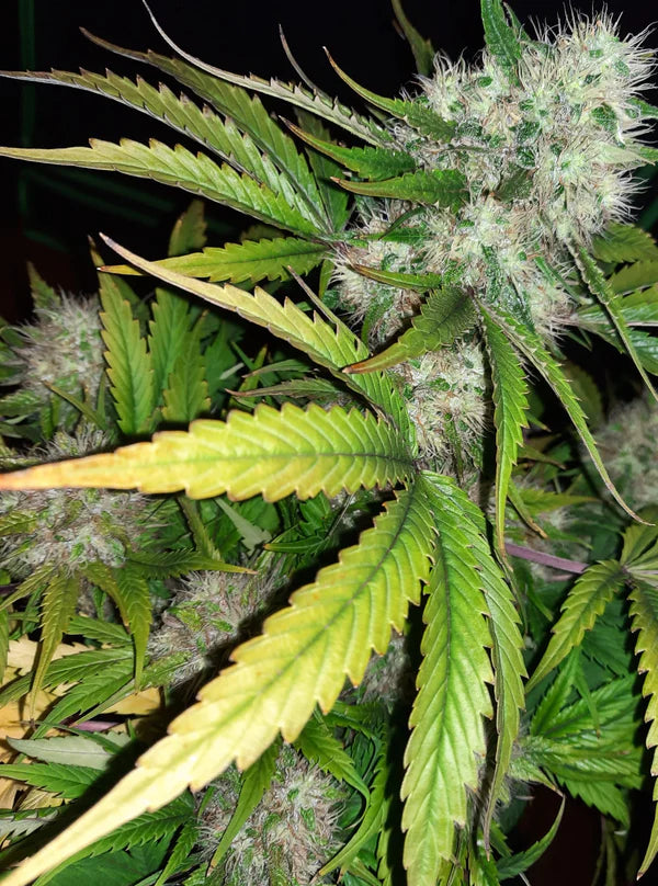 Angel's Breathe (Mr Nice) 15er Pack
