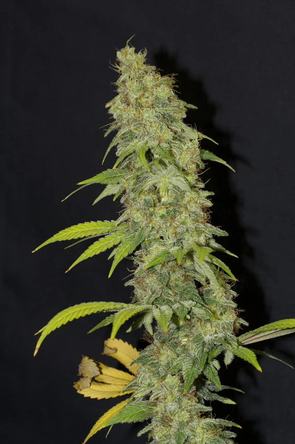 Angel's Breathe (Mr Nice) 15er Pack