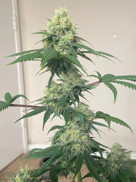 Angel's Breathe (Mr Nice) 15er Pack