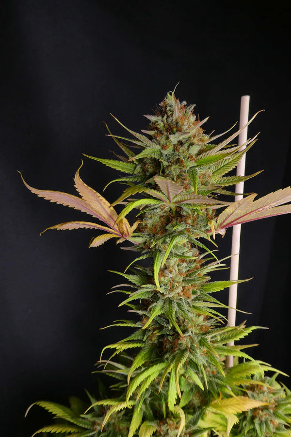 Black Widow (Mr Nice) 15er Pack