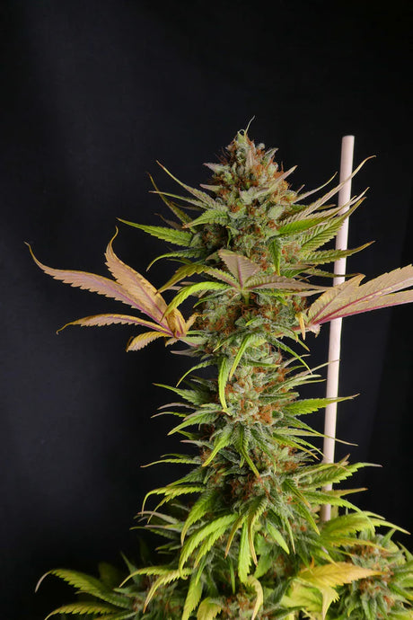 Black Widow (Mr Nice) 15er Pack
