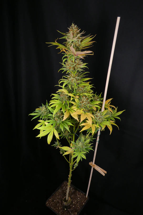 Black Widow (Mr Nice) 15er Pack