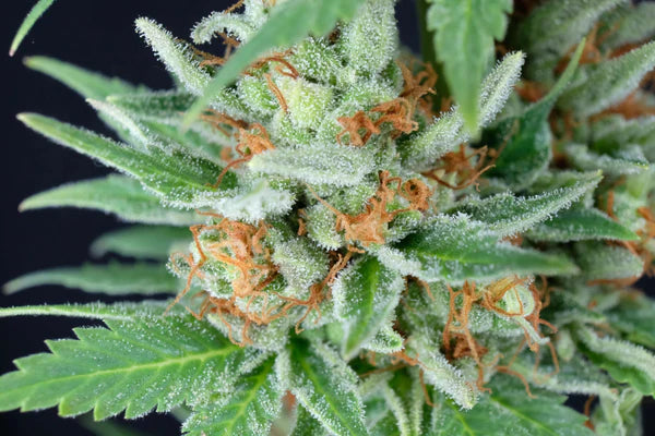 Black Widow (Mr Nice) 15er Pack