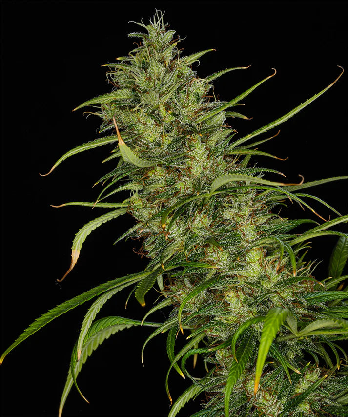 Mango Haze (Mr Nice) 15er Pack