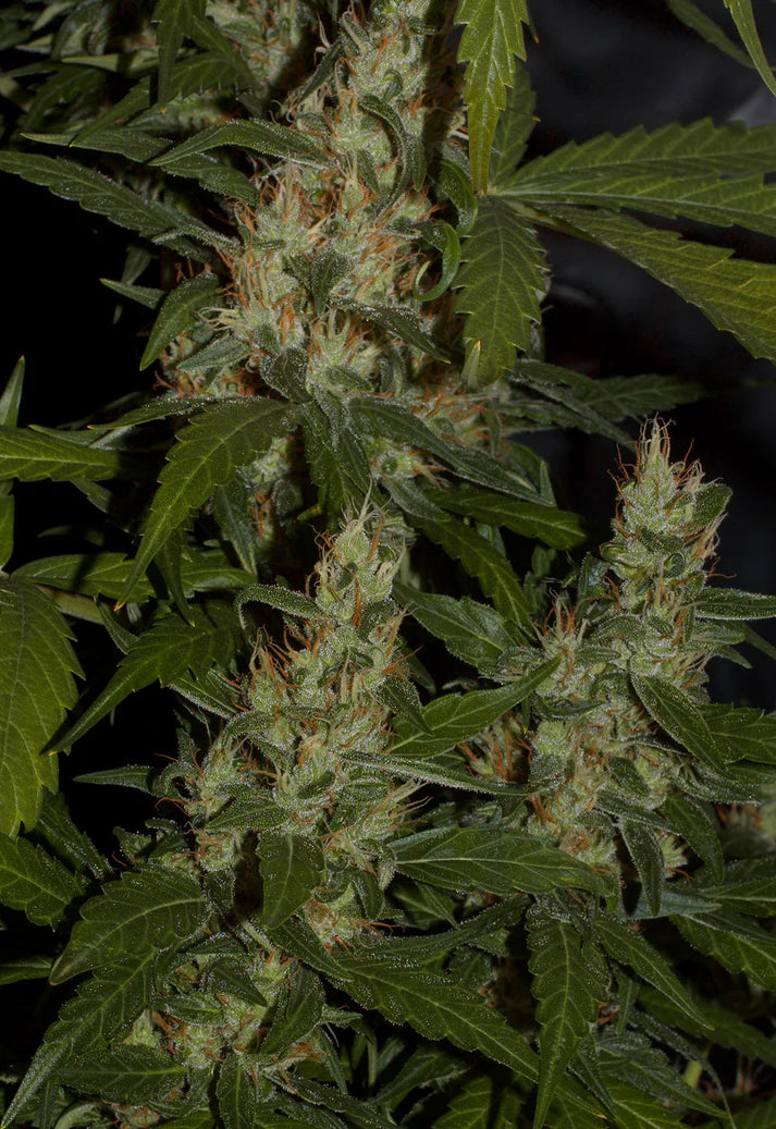 Mango Haze (Mr Nice) 15er Pack