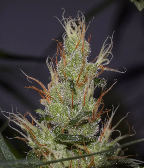 Mango Haze (Mr Nice) 15er Pack