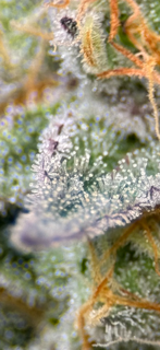 Blueberry Bulk auto.