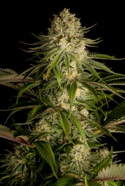 Critical Kush Bulk fem.