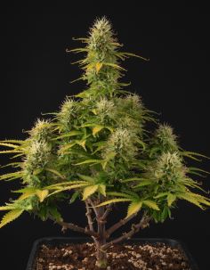 Girl Scout Cookie Bulk auto.