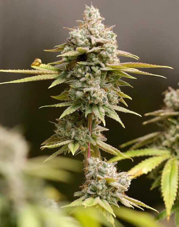 Ice Cream Cake Bulk fem.