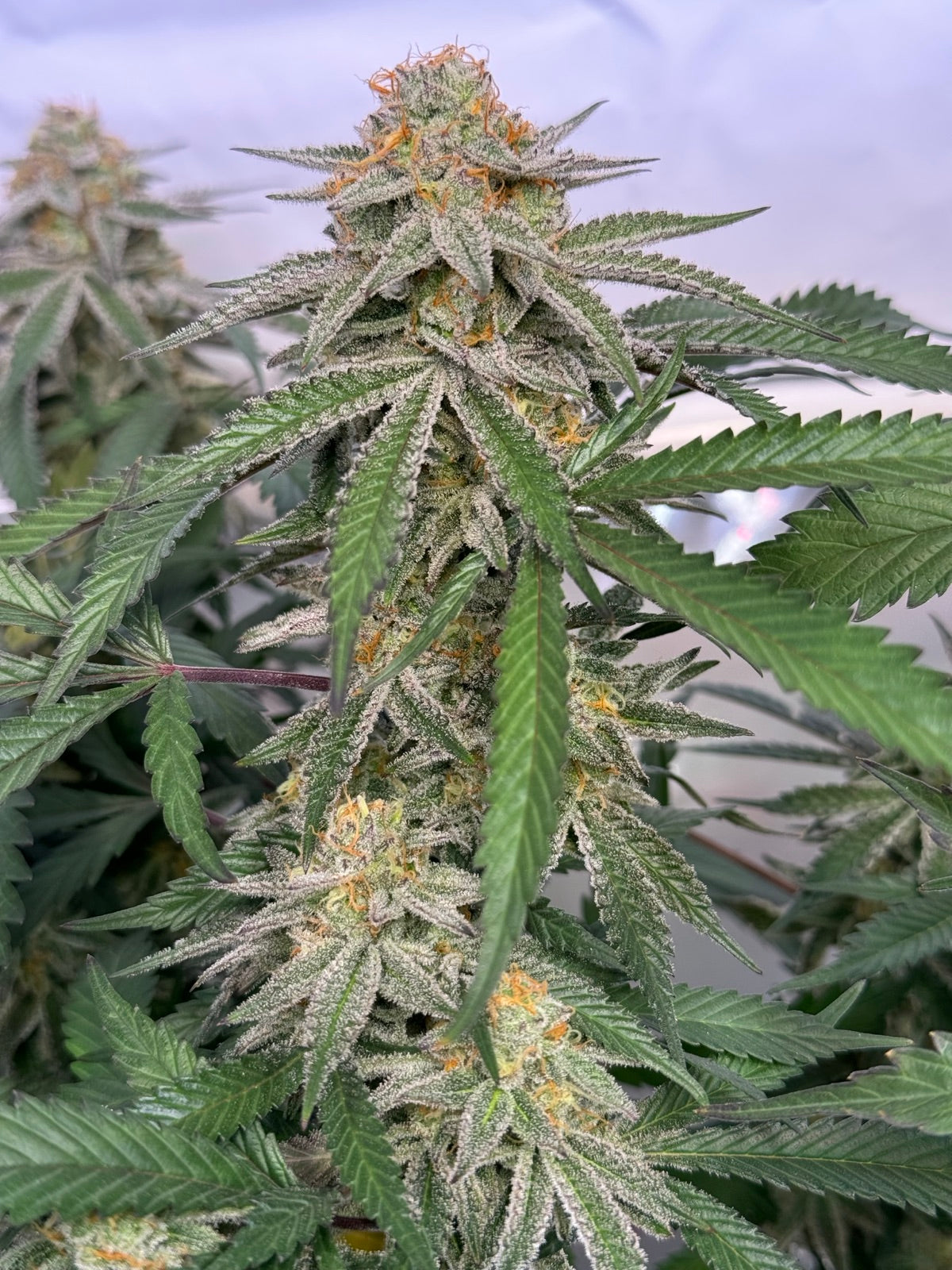 Blueberry Bulk auto.