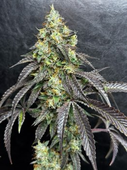 Sherbanger #22 Bulk fem.