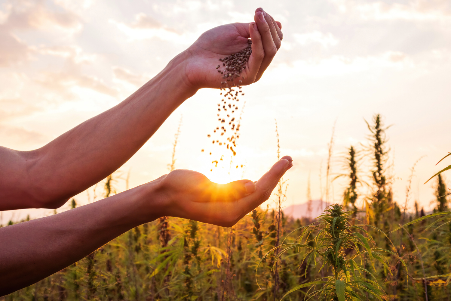 Beliebteste Hanfsamen 2024 – Deine Top Strains für das kommende Jahr