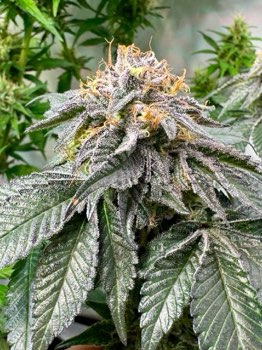 Master Kush Skunk (Mr Nice) 15er Pack