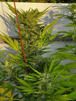 AK 47 Bulk auto.