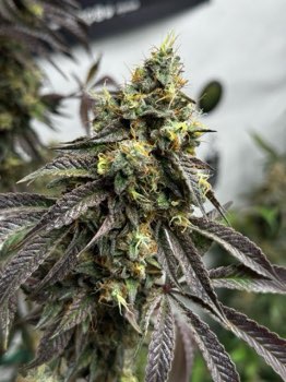 Sherbanger #22 Bulk fem.