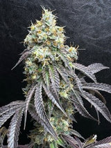 Sherbanger #22 Bulk fem.