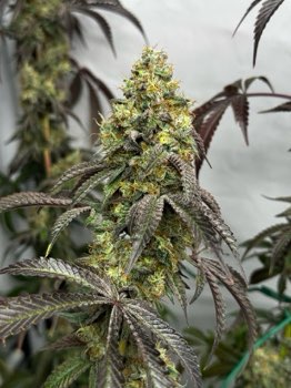 Sherbanger #22 Bulk fem.